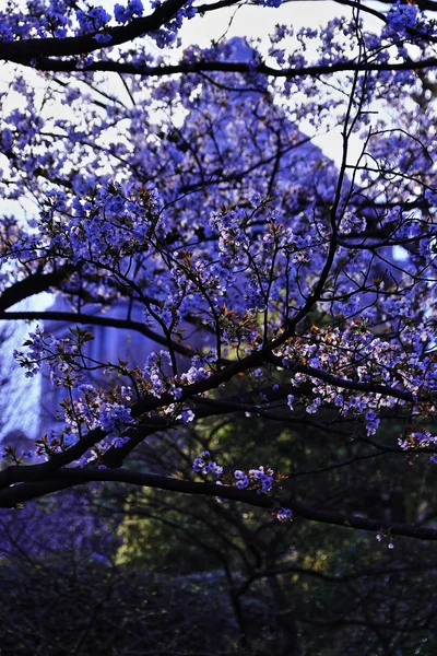 投稿：議事堂桜