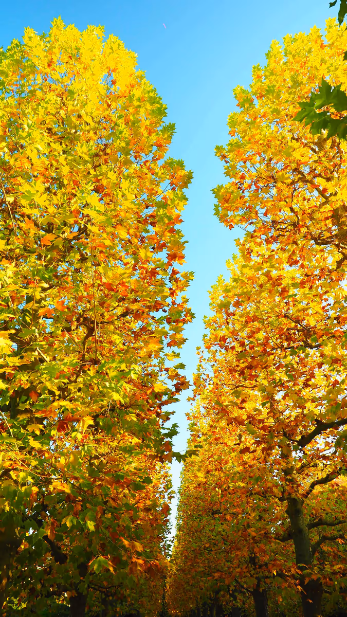投稿写真：新宿御苑　プラタナスの紅葉