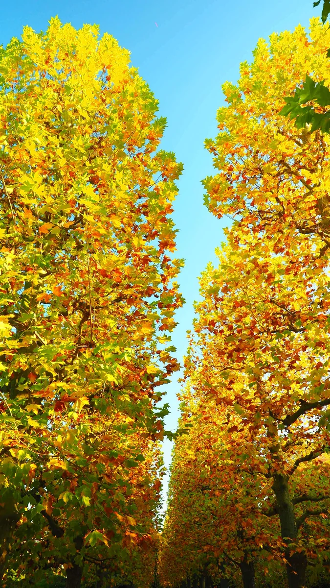投稿写真：新宿御苑　プラタナスの紅葉