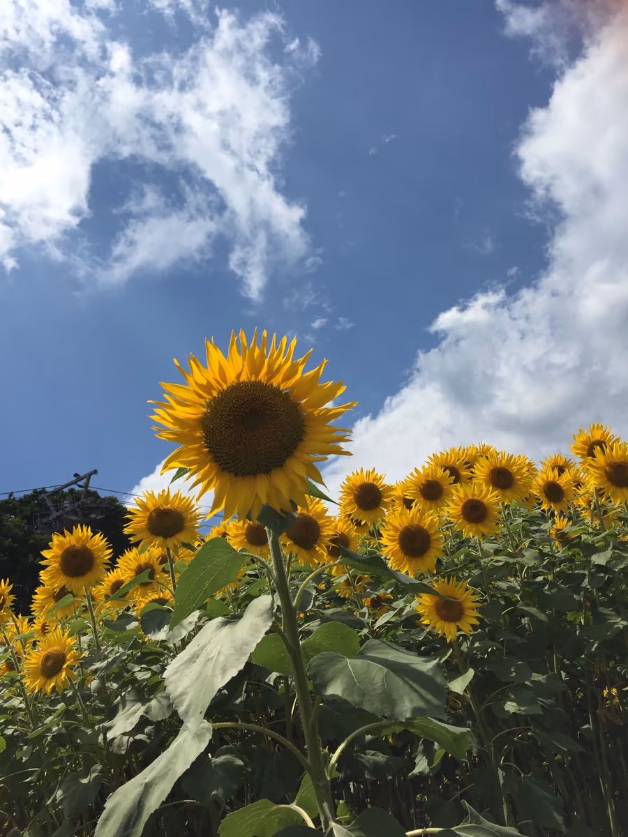 投稿写真：空と向日葵