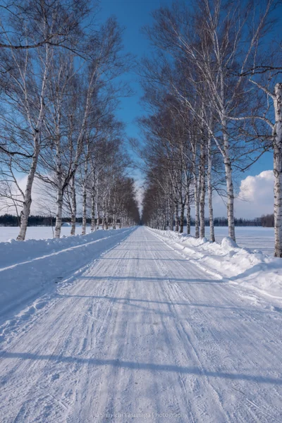 投稿：冬の白樺並木