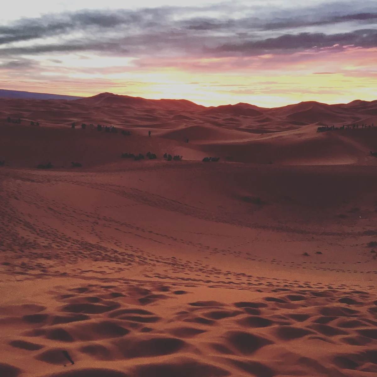 投稿写真：朝焼けの砂漠