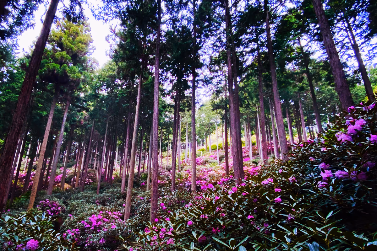 投稿写真：まるでお伽話の世界の様な石楠花の森