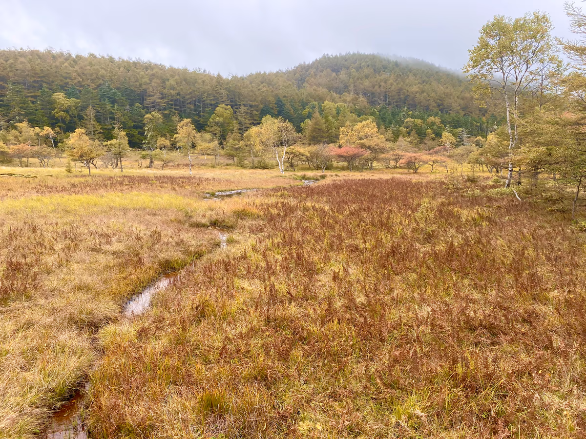 投稿写真：大河原湿原
