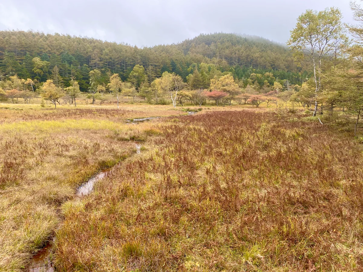 投稿写真：大河原湿原
