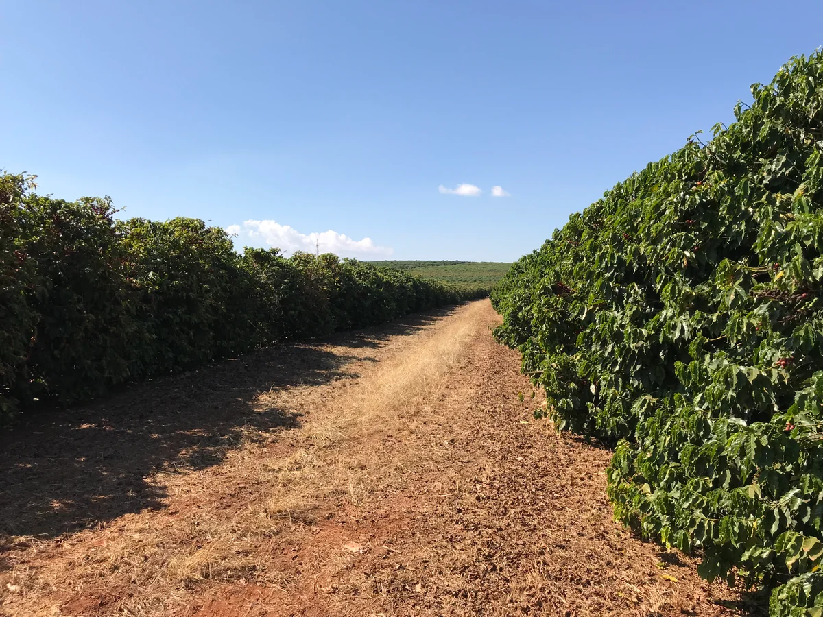 投稿写真：見渡す限りコーヒーの木