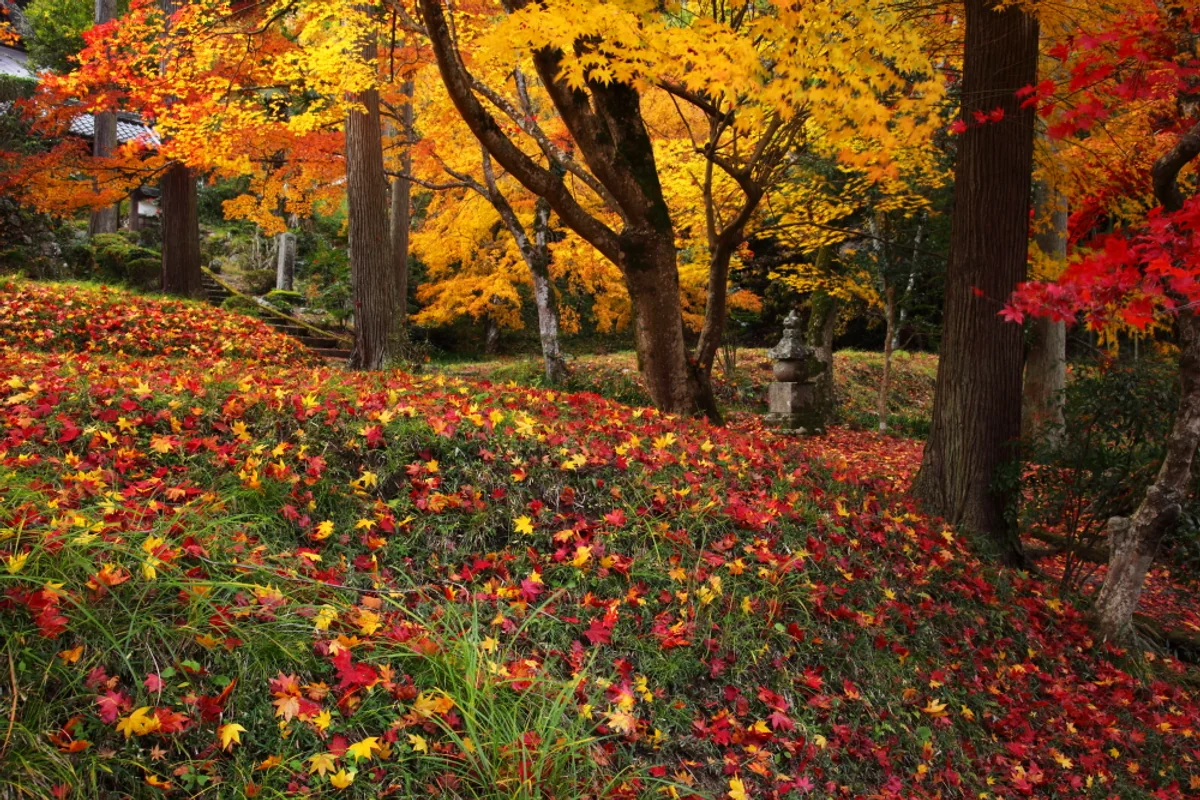 投稿写真：錦秋