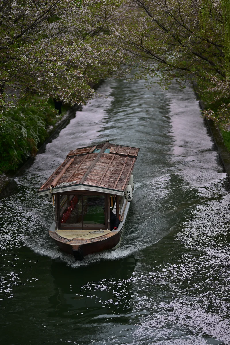 投稿写真：桜の川を進む　伏見十石舟