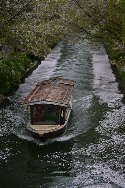 投稿：桜の川を進む　伏見十石舟
