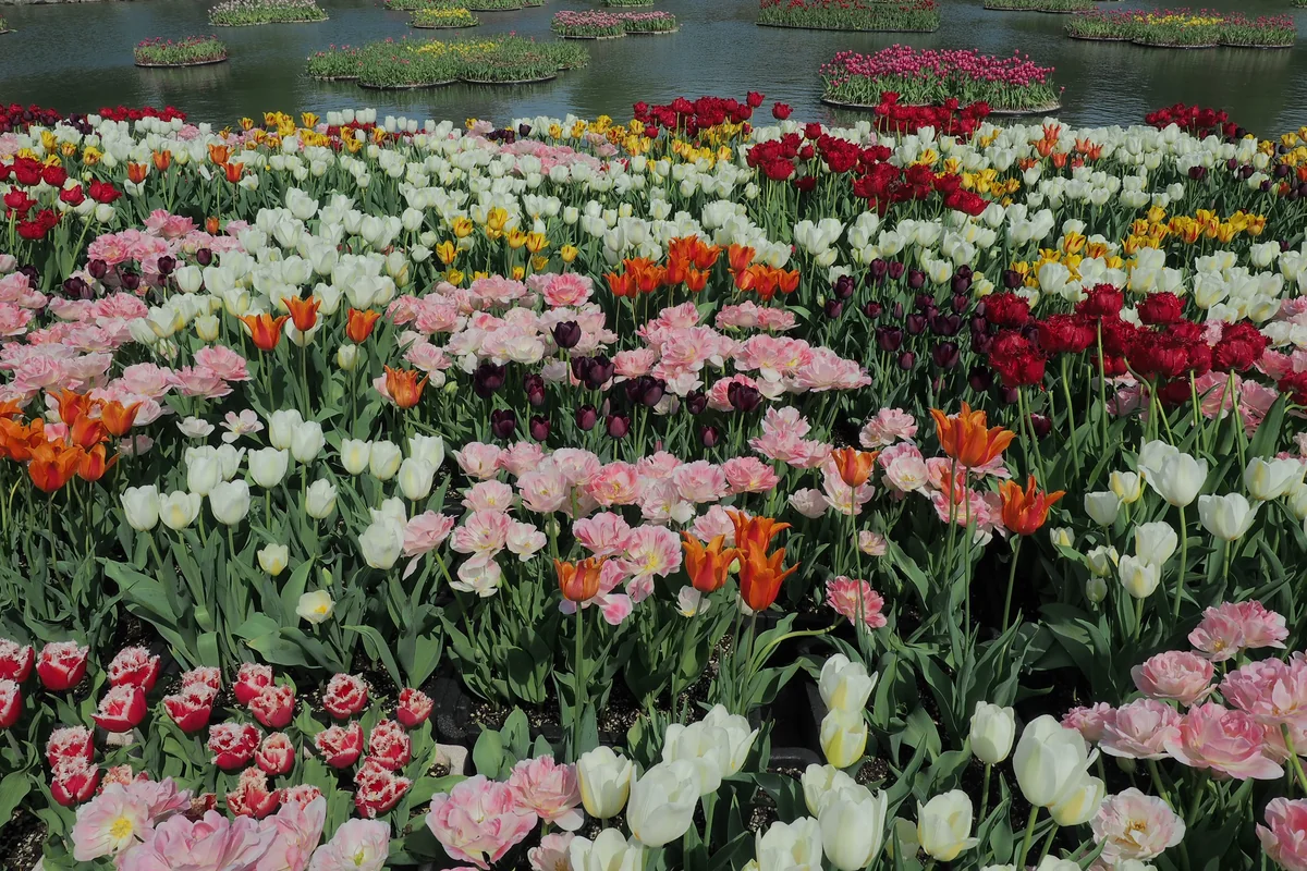 投稿写真：砺波のチューリップ