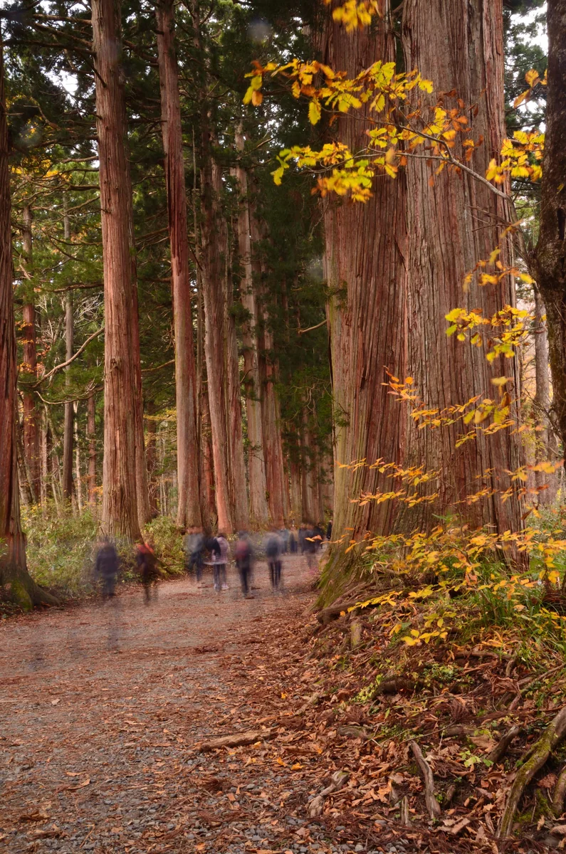 投稿写真：戸隠神社　秋の参道