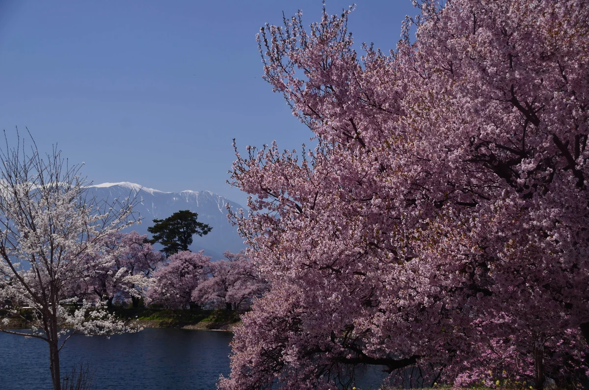 投稿写真：伊那の桜