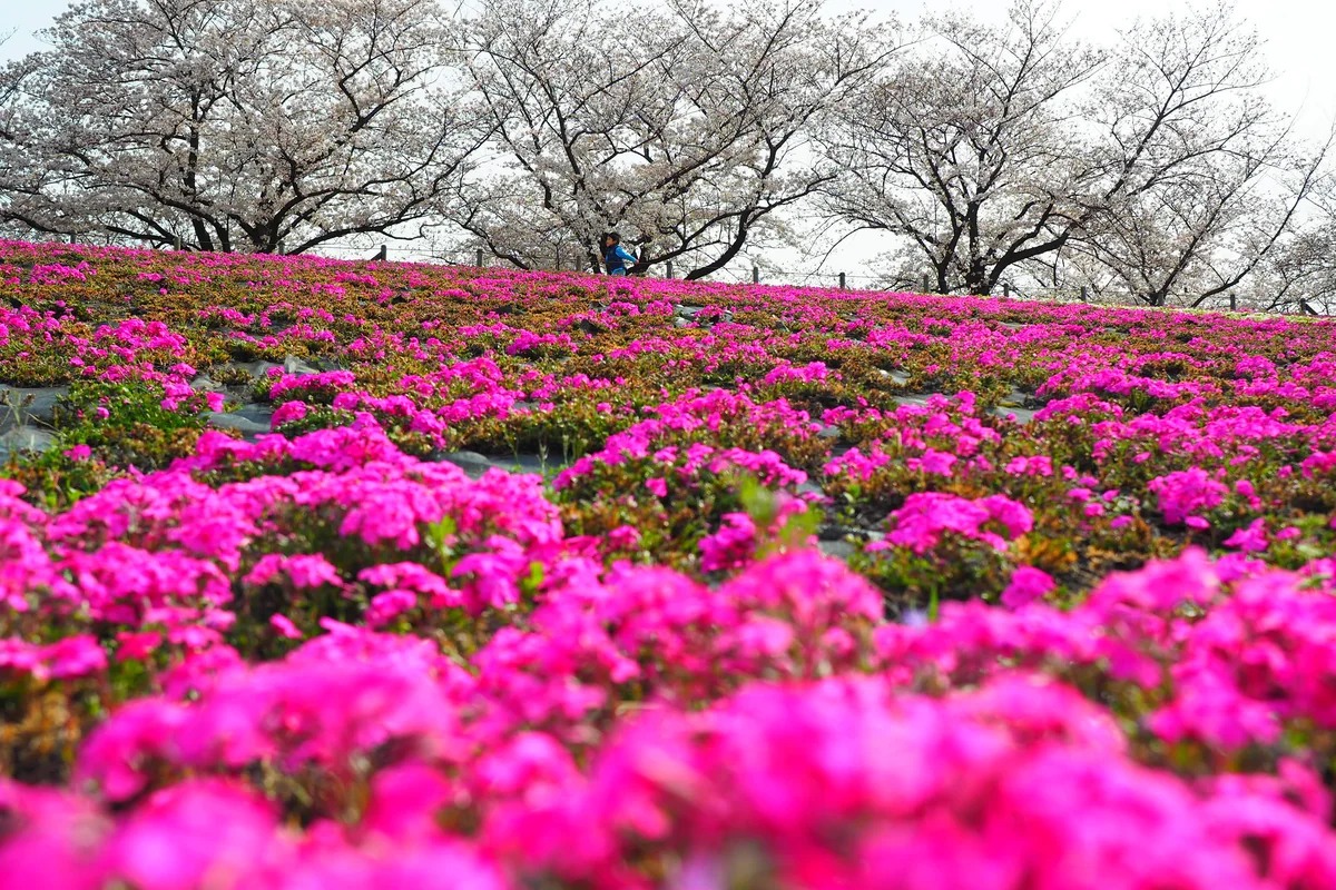 投稿写真：桜と芝桜
