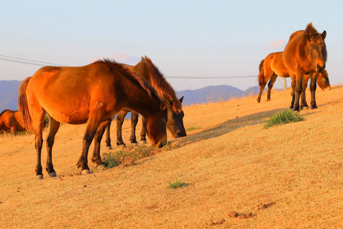 投稿写真：御崎馬