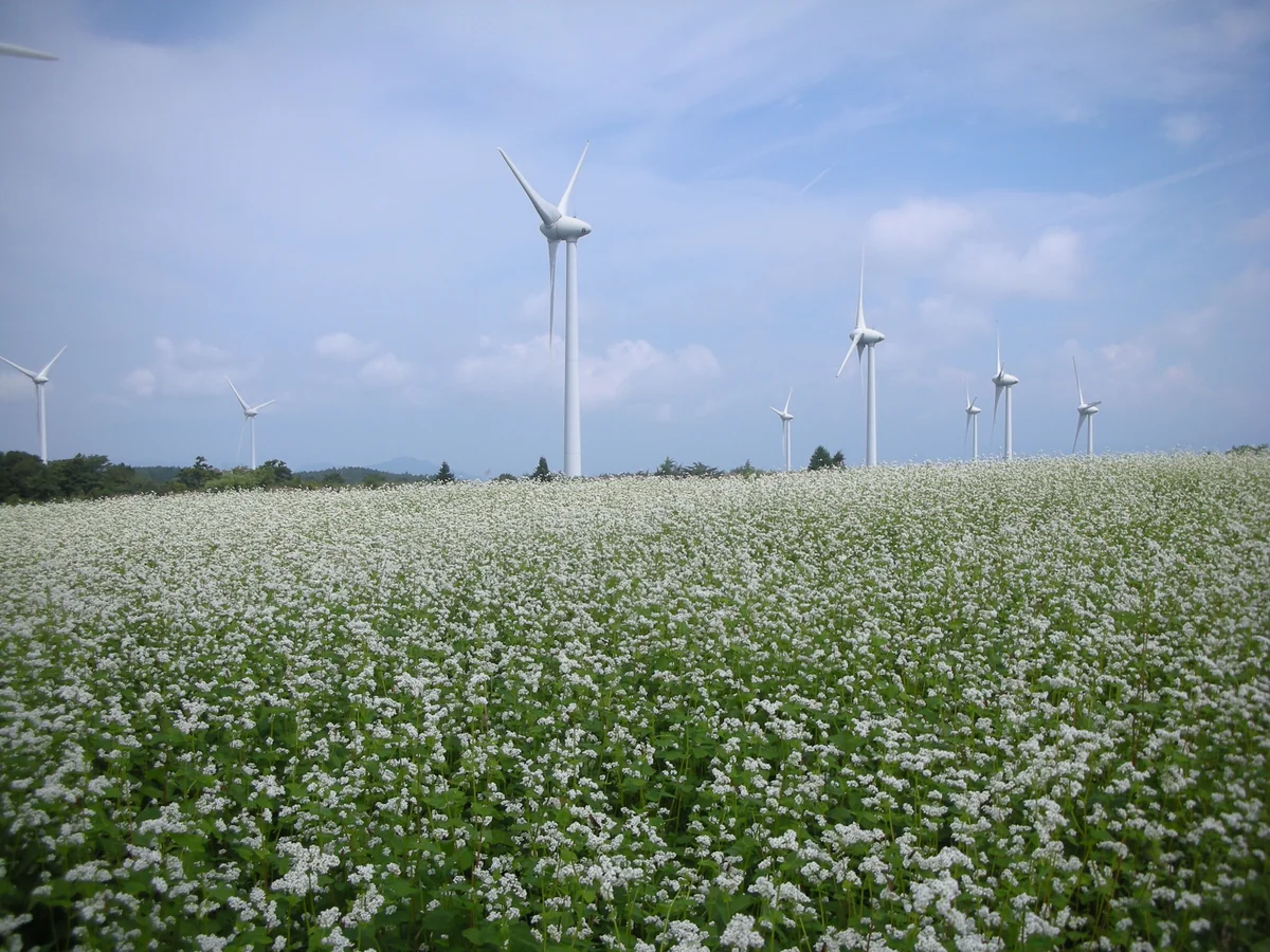 投稿写真：高原の蕎麦畑
