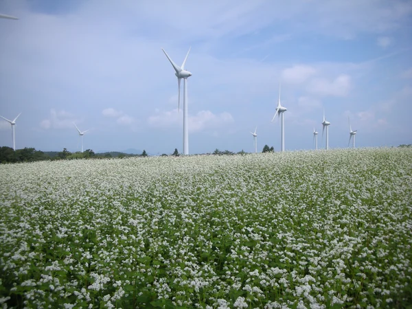 投稿：高原の蕎麦畑