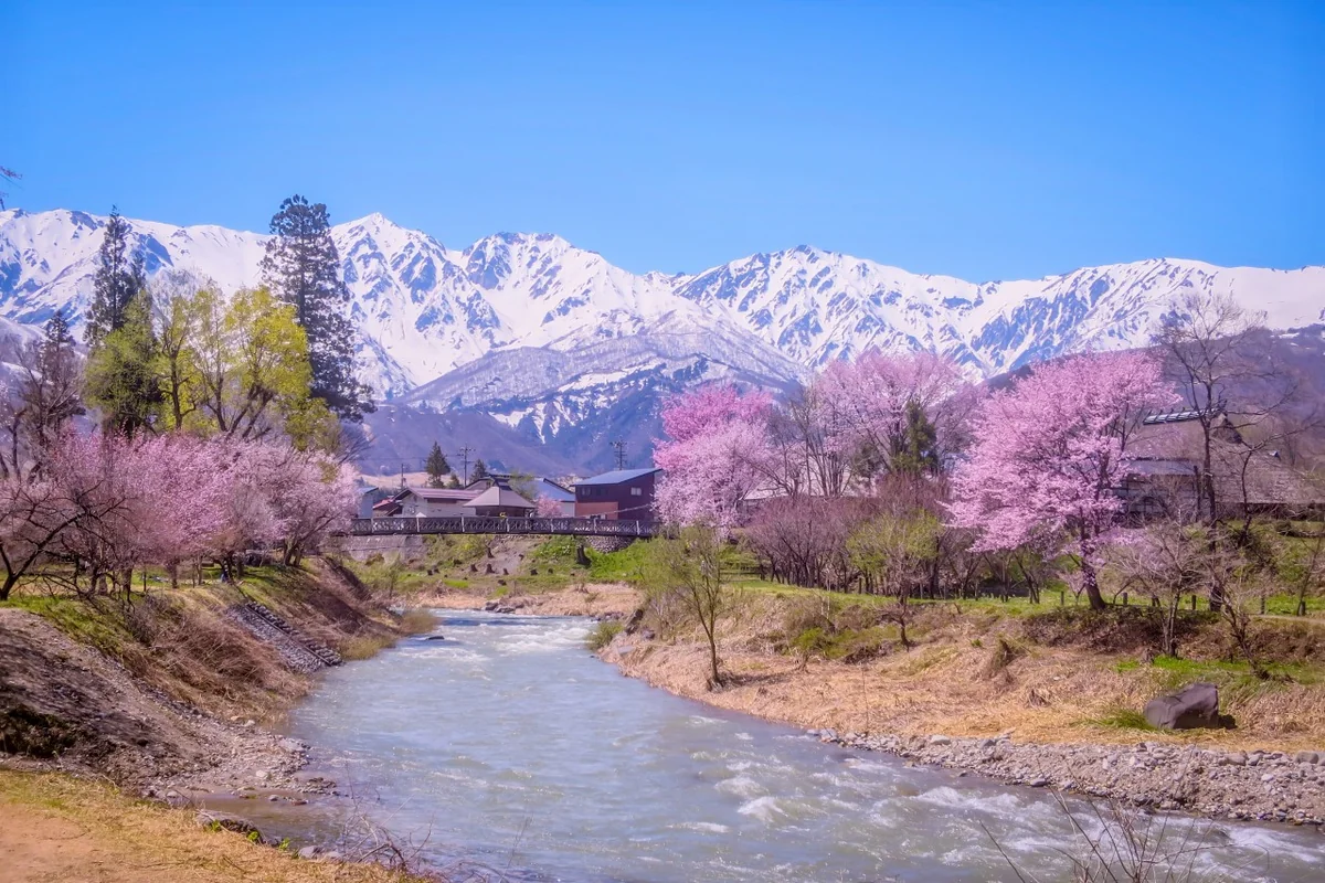 投稿写真：青空に映える満開の桜と残雪の北アルプス