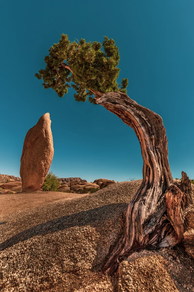 投稿写真：Joshua Tree Penguin Rock