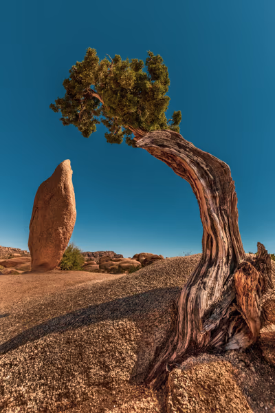 投稿：Joshua Tree Penguin Rock