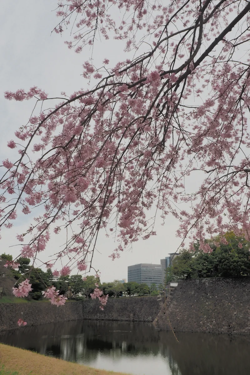 投稿写真：皇居　乾濠　しだれ桜