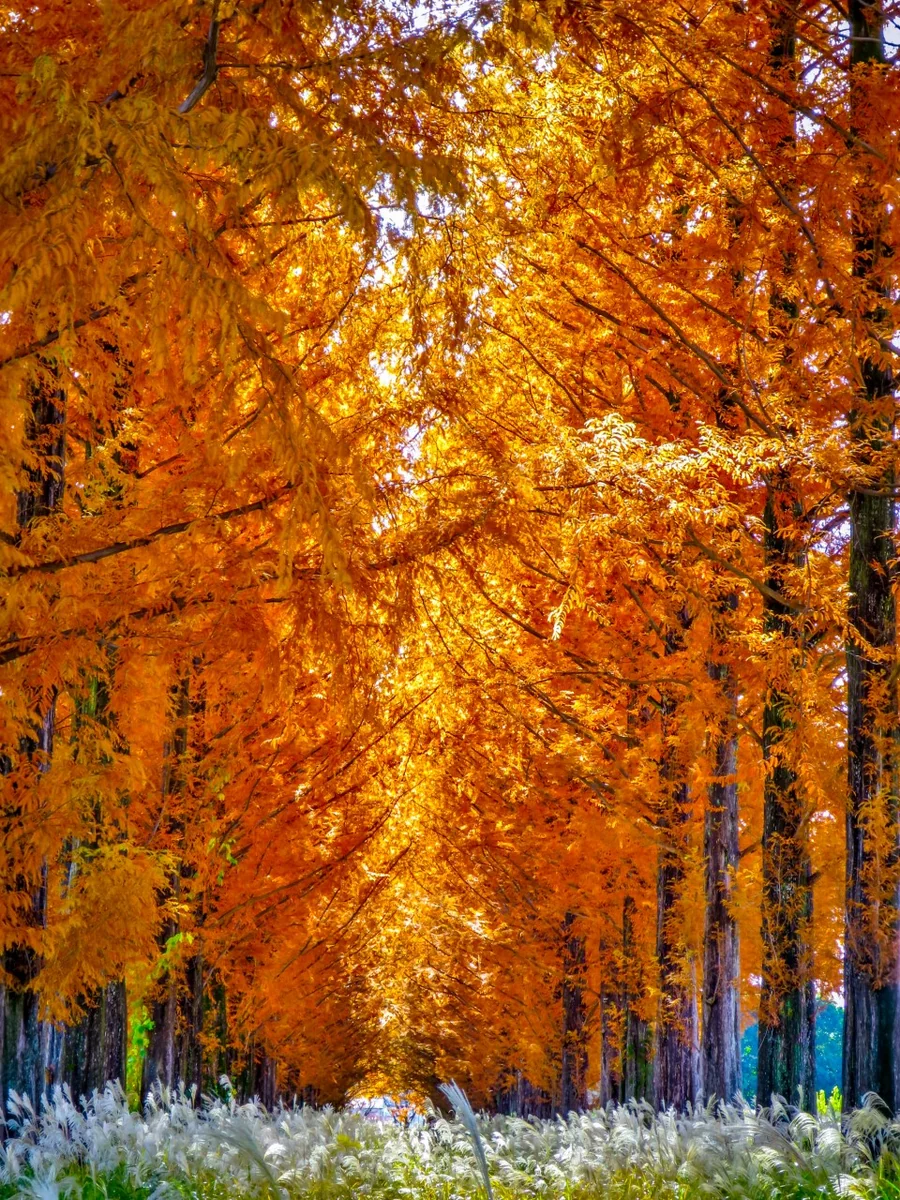 投稿写真：メタセコイア並木の黄葉