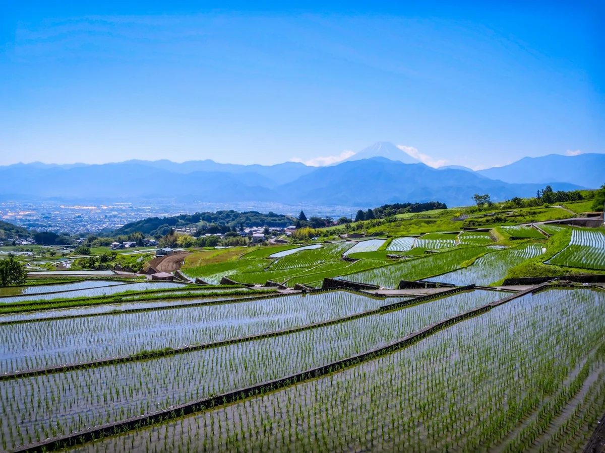 投稿写真：棚田と富士山