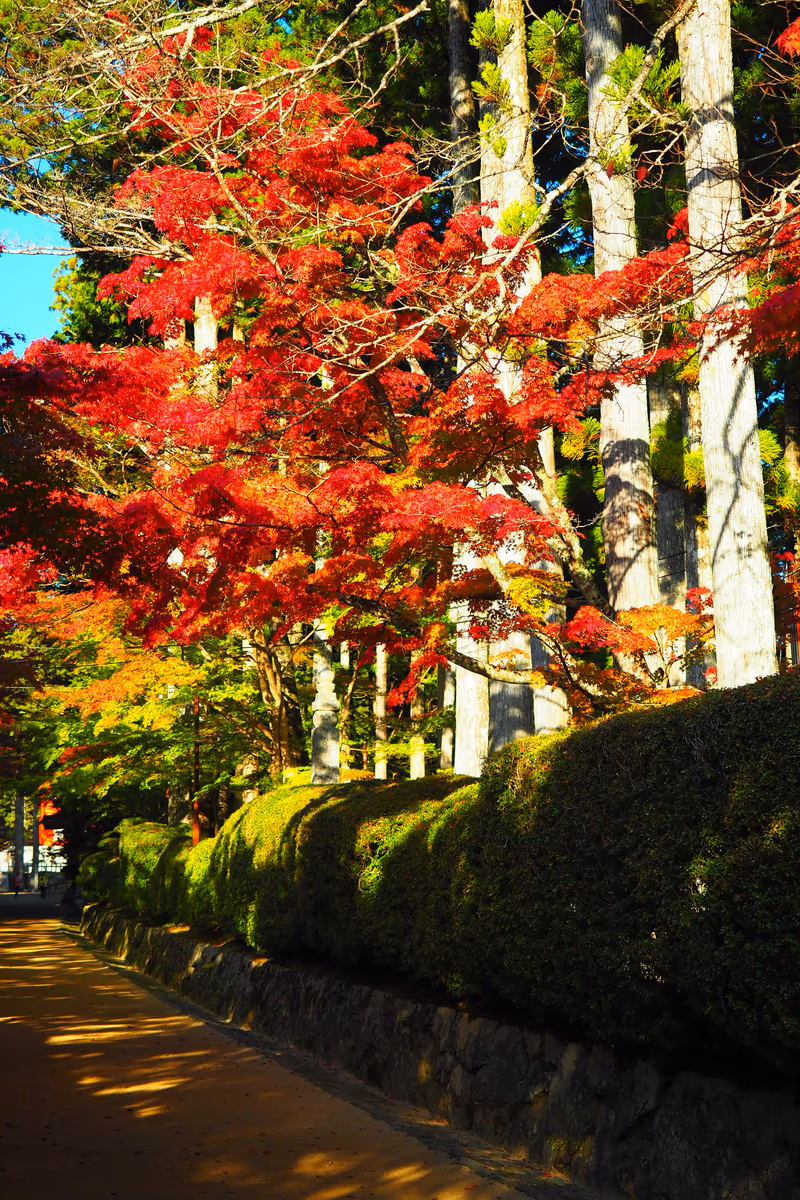 投稿写真：蛇腹道紅葉