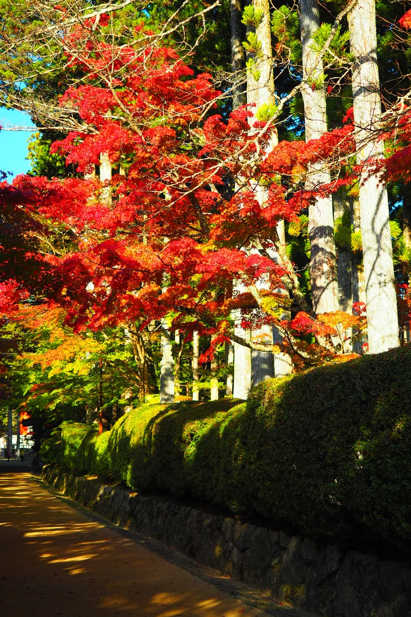 投稿写真：蛇腹道紅葉