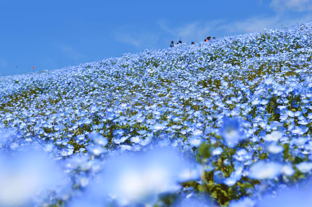 投稿写真：ネモフィラ群