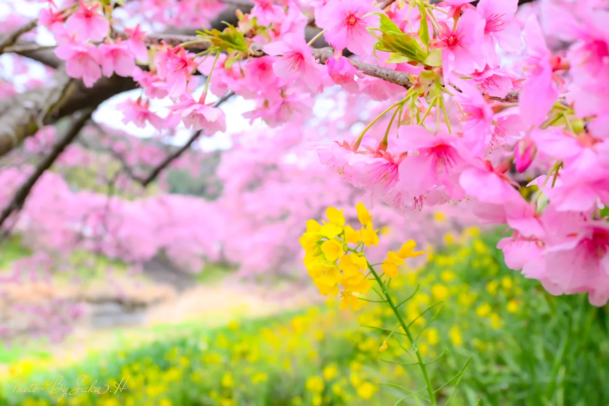 Hiromi Sakataさんの投稿写真