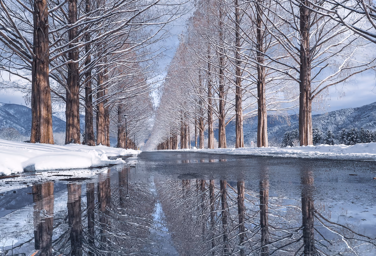 投稿写真：新・メタセコイア並木の雪景色リフレクション２０２３
