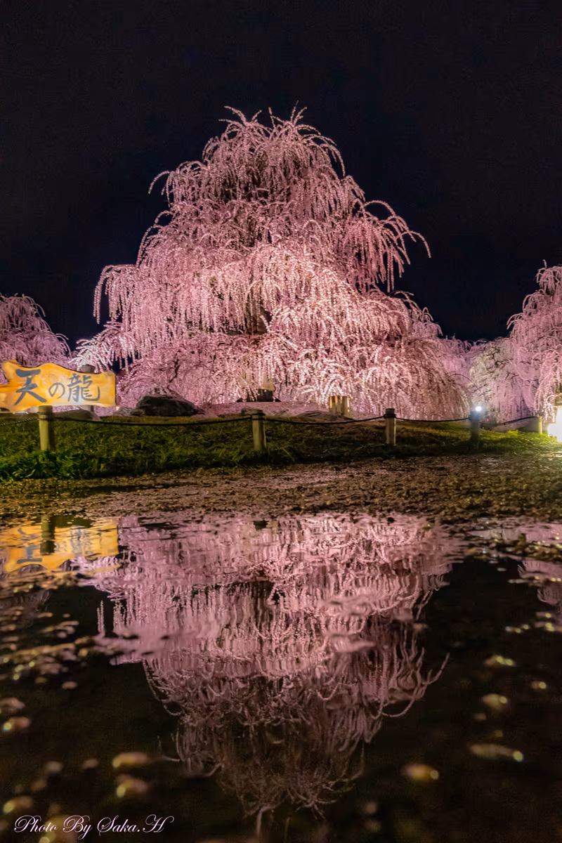 投稿写真：雨のご褒美