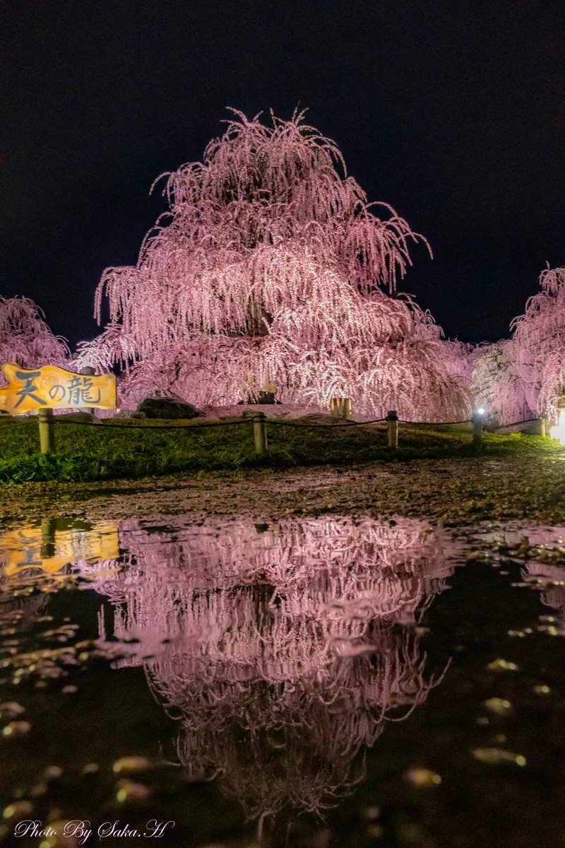 投稿写真：雨のご褒美