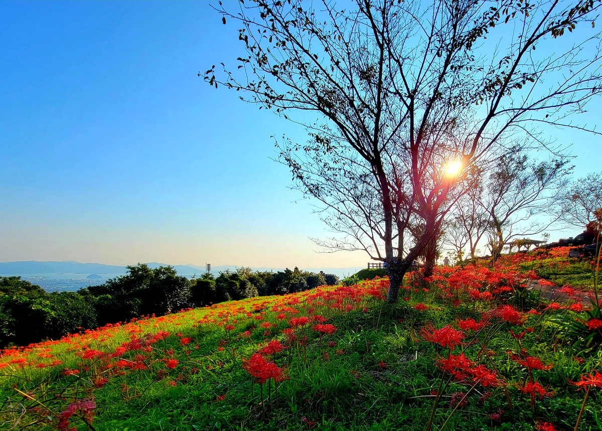 投稿写真：夕日と彼岸花