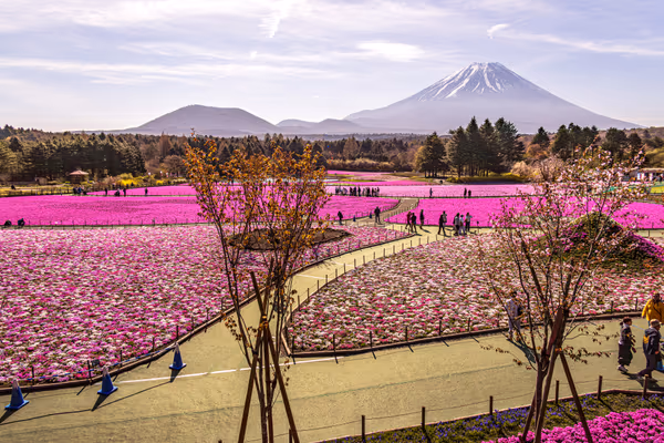 投稿：富士芝桜まつり