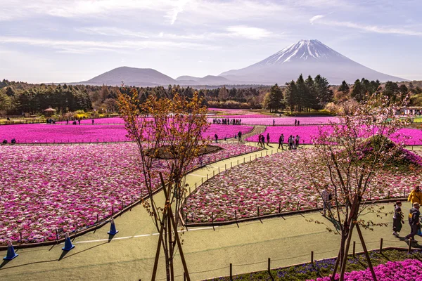投稿：富士芝桜まつり
