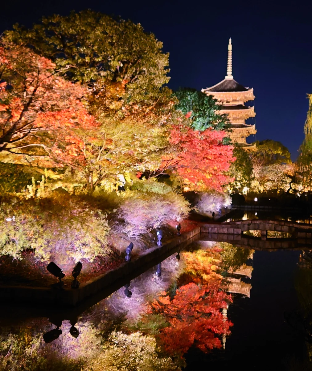 投稿写真：京都東寺のライトアップ