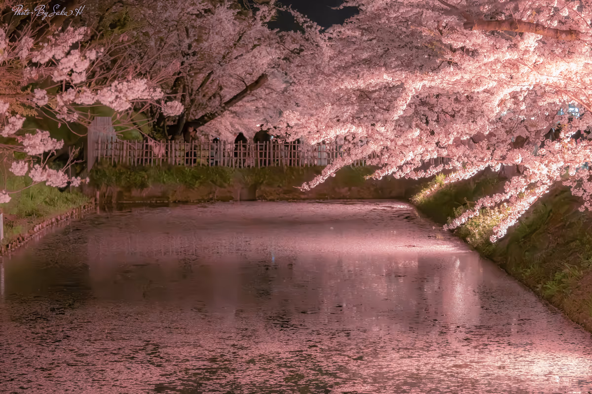 投稿写真：花筏