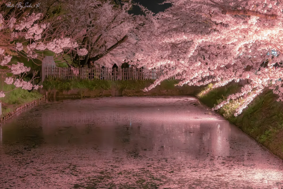 投稿写真：花筏