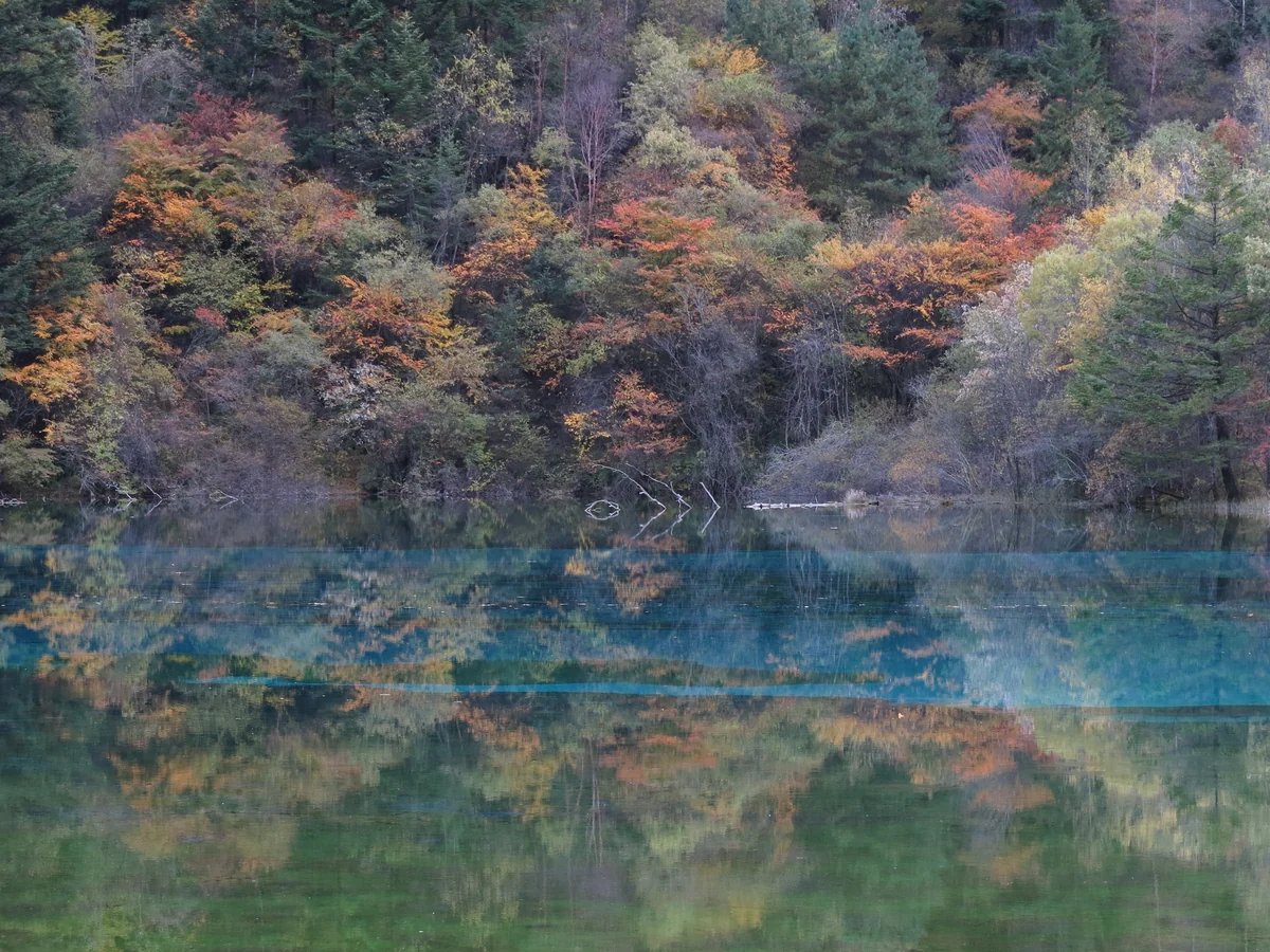 投稿写真：九寨溝の黄葉・紅葉