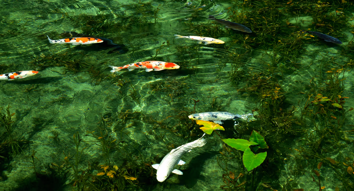 投稿写真：モネの池(岐阜県)
