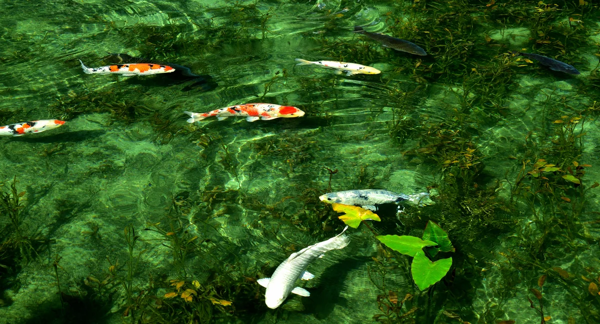 投稿写真：モネの池(岐阜県)