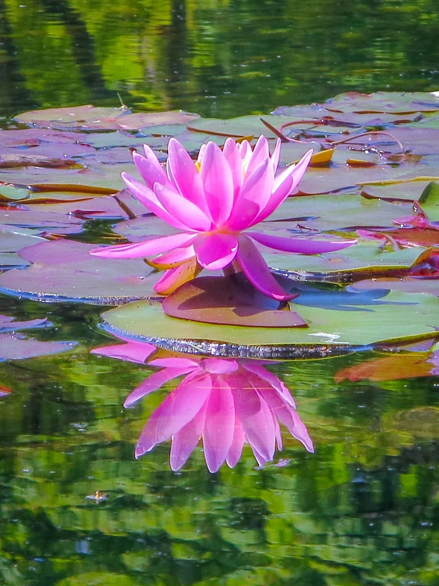 投稿写真：スイレンのリフレクション