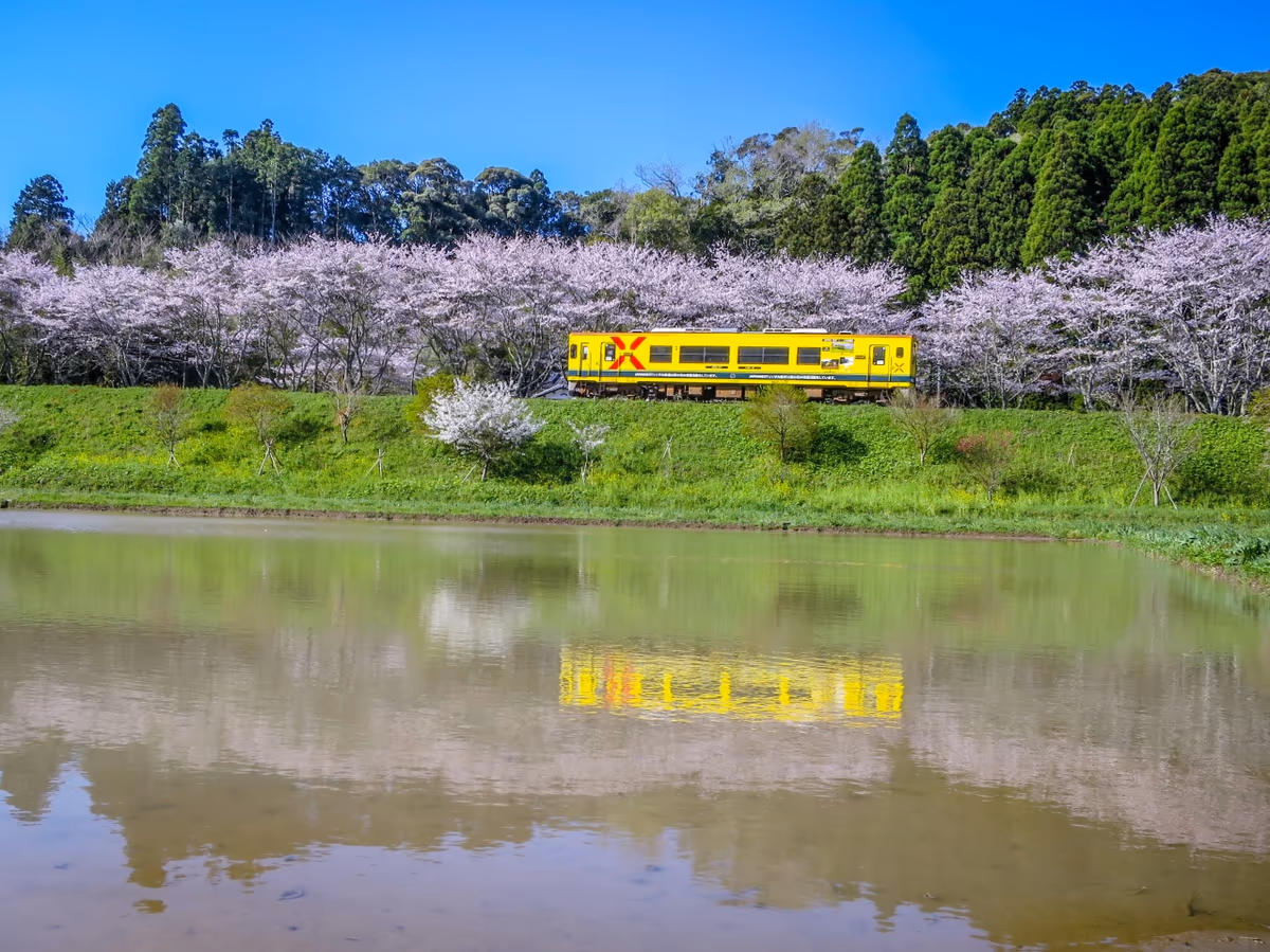 投稿写真：満開の桜並木といすみ鉄道のリフレクション