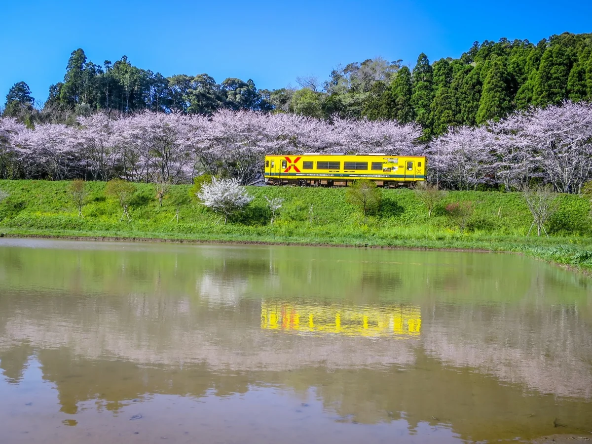 投稿写真：満開の桜並木といすみ鉄道のリフレクション