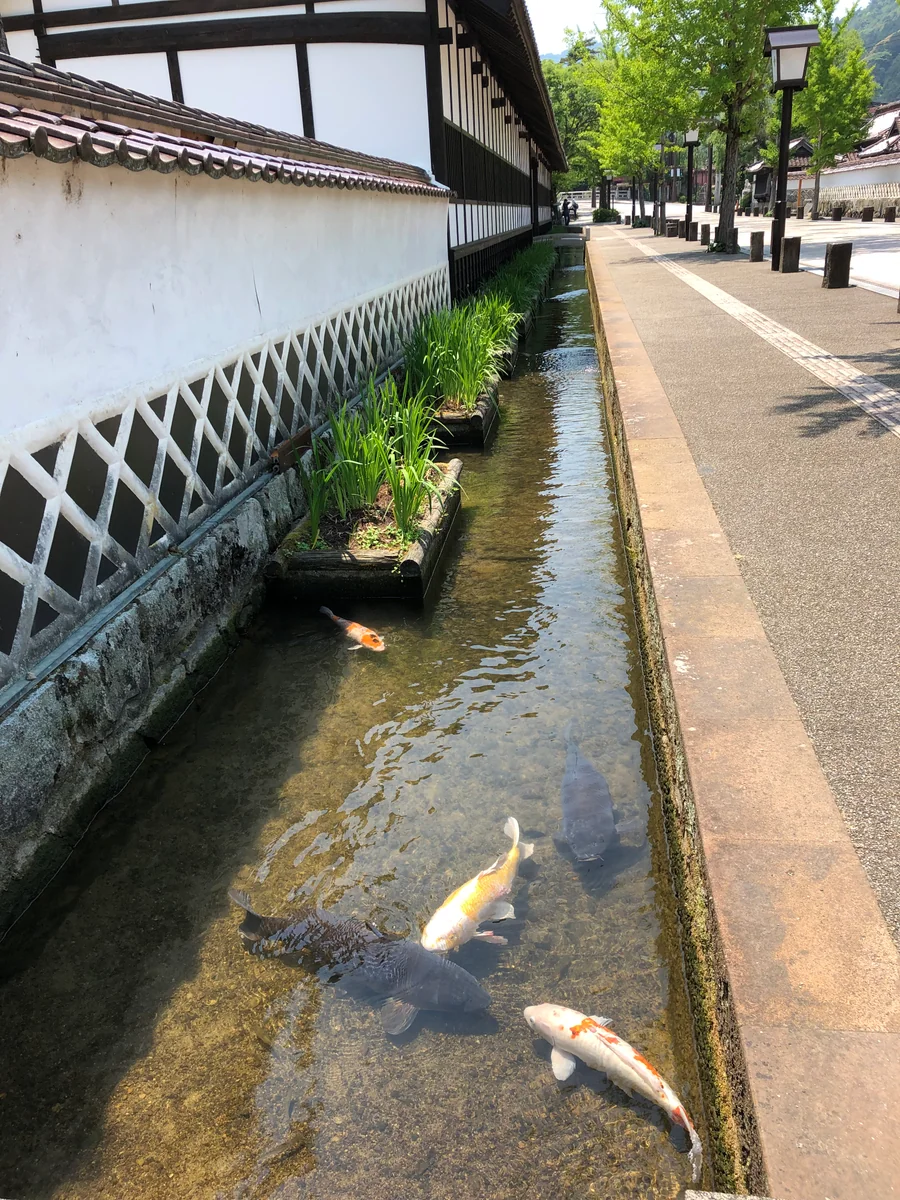 投稿写真：津和野のなまこ壁と鯉