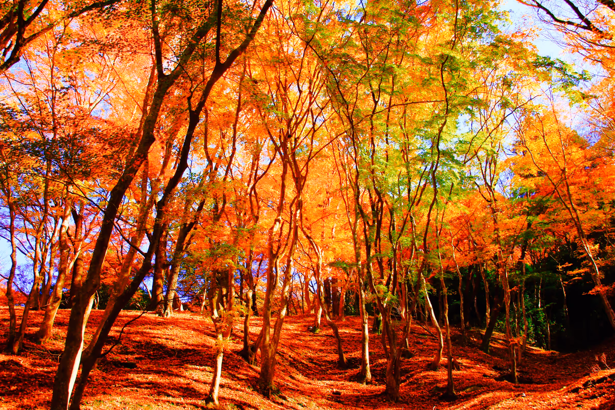 投稿写真：香嵐渓の紅葉美