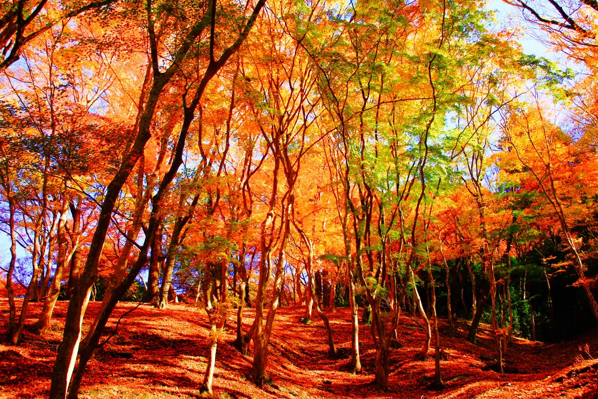 投稿写真：香嵐渓の紅葉美