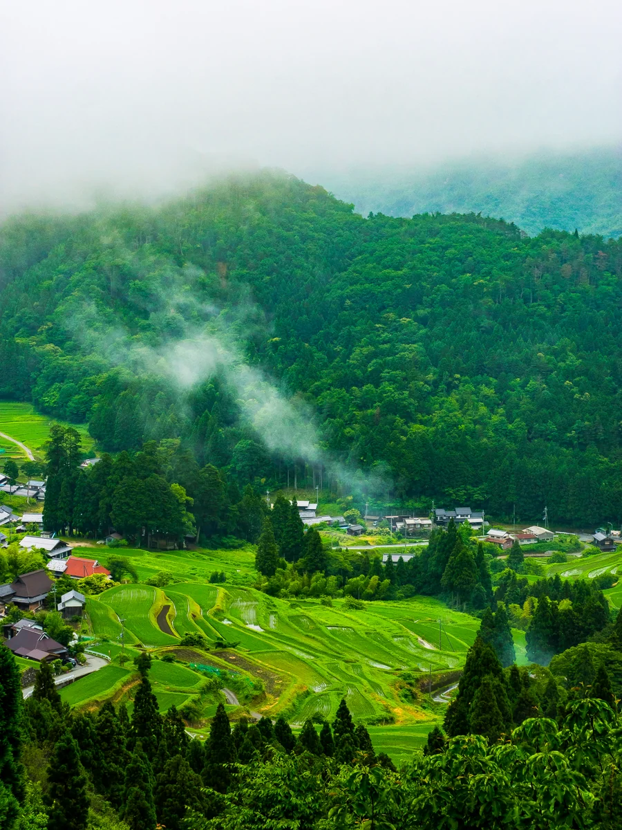 投稿写真：霧に咽ぶ棚田