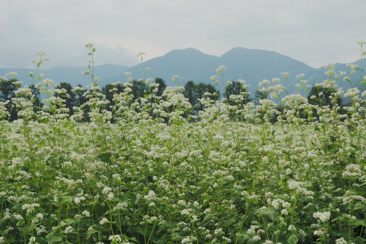 投稿写真：猿楽台地のソバの畑